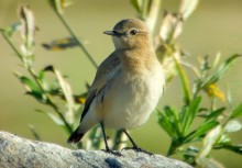 Arotasku, Kuopio, Pirtti 2016.