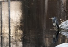 Harmaahaikara Särkisalmessa, Parikkala 2023.