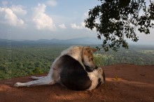 Kulkukoira kukkulalla, Sri Lanka 2017.