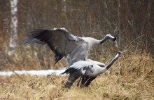 Kurkiparin parittelu suolla, Maaninka 2013.