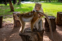 Uhanalainen lakkimakaki, Sri Lanka 2017.
