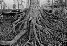 Mäntyjuurakko, Parikkala 1975.