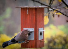 Närhi tarkastaa uuden lintulaudan antimet, Kuopio 2022.