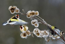 Tikli aterialla, Kuopio 2009.