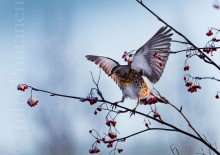 Räkättirastas ja pihlajanmarjat